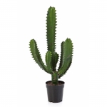 Finger Cactus 61cm 